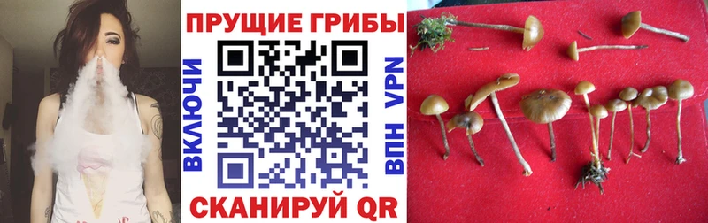 Псилоцибиновые грибы Psilocybine cubensis  Калач-на-Дону 